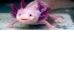 - Axolotl fan group -