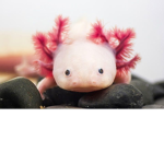 Axolotl Boys or Girls