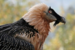 lammergeier bird creature yes