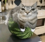 Morkyte