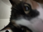 theres kooks nearby