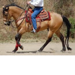 -+*Equine Horse Riding Association*+-