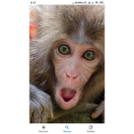 MONKE kingdome