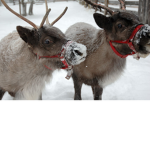 Fluffyreindeer