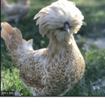 CHICKEN GURLS