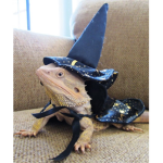 lizards for the win