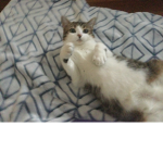 ~Kitten Gang~