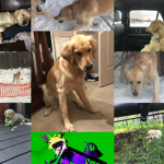 Dogs are amazing love dogs for us