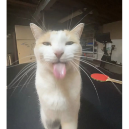 blehhhhhhh cat's obby