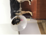 Pls donate for this dog she got hit by a car