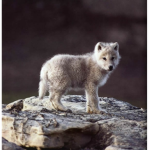 Wolfie Wolves