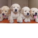 The Warrior Pups