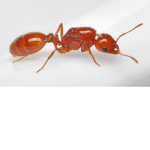 Ant Kingdom