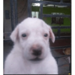 sugger gang