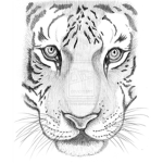 Tiger Ops