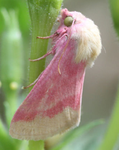 Strawberry mothes