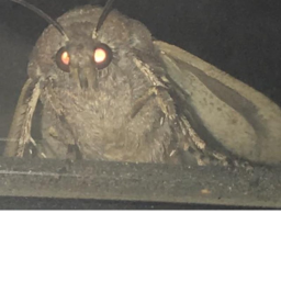Moth Moth Moth Moth Moth Moth Moth Moth Moth Moth