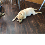 Bow ser loves to play
