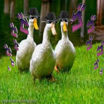 Duck Gang Mafia