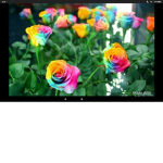 The French flowers