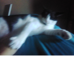Mr wiskers