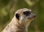 Meerkat War Dancers
