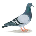 The Pigeons of Roblox