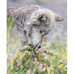 Wolves need us