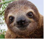 Sloths are insane