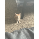 Mr feast