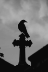 The Bird Crows