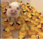 Ducktfied Productions