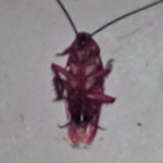 Church of the Roach King
