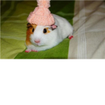 rodent and guinea pig  ######