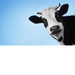 Moo Moo's