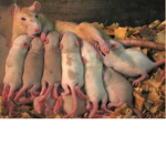 Diseased rat family