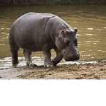 [Hippopotamus Club]