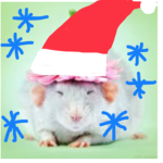 FAT RATS<3