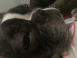Kailys pets