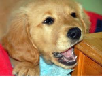 Dogs are best.