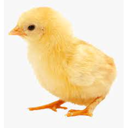 How my baby chicken died (real)