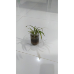Mikaweez's Idea Group