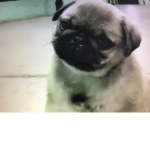 Super pug2