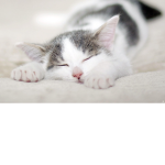 Adorable Cats for life!