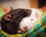 The rats 1st
