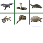 Reptiles apocalypse