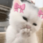 kittens revival