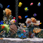 Raid with fishes and rats