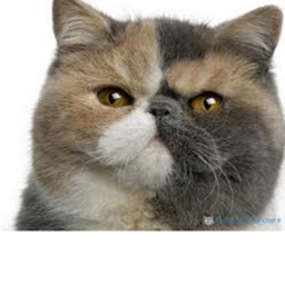 Cat obby