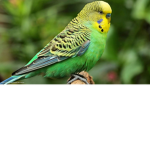 Hi Boys Irish Viking